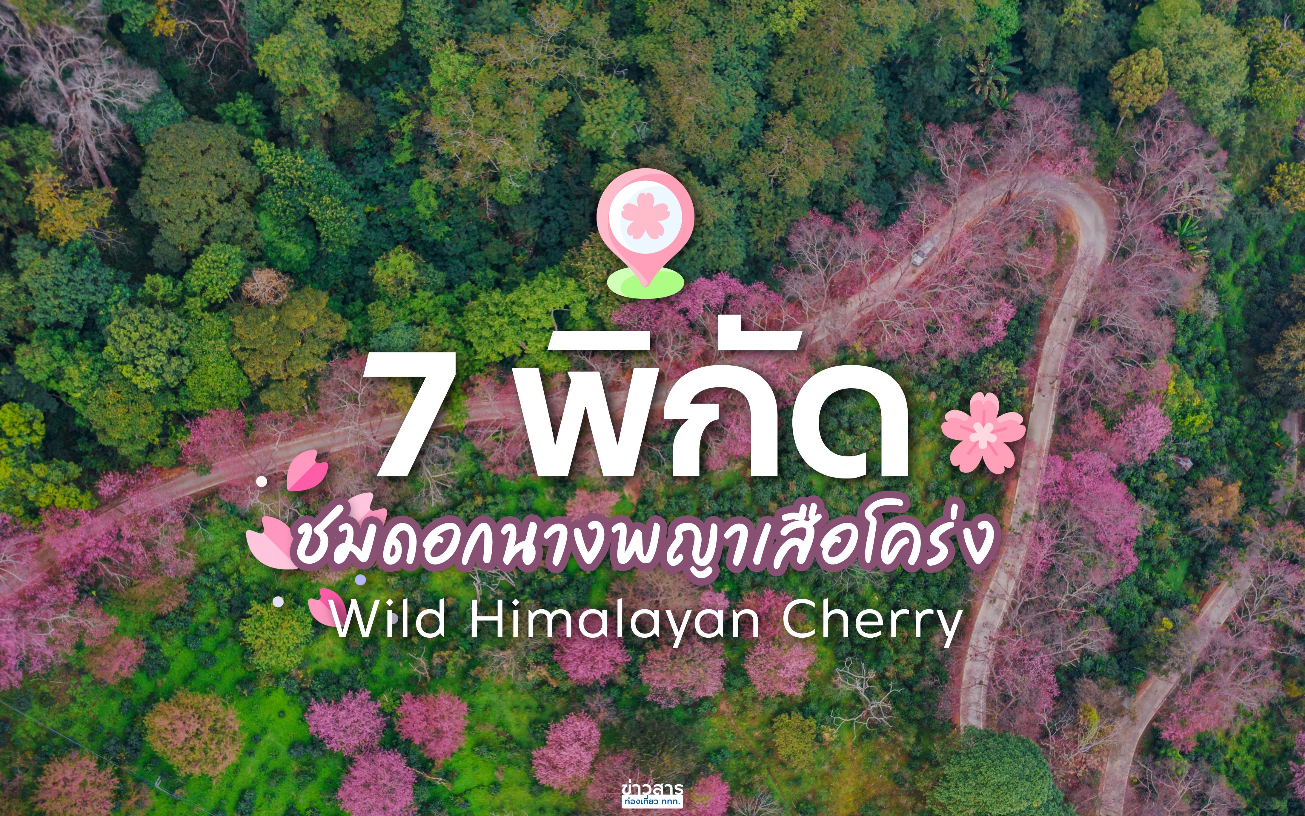 7 พิกัด ชมดอกนางพญาเสือโคร่งในไทย